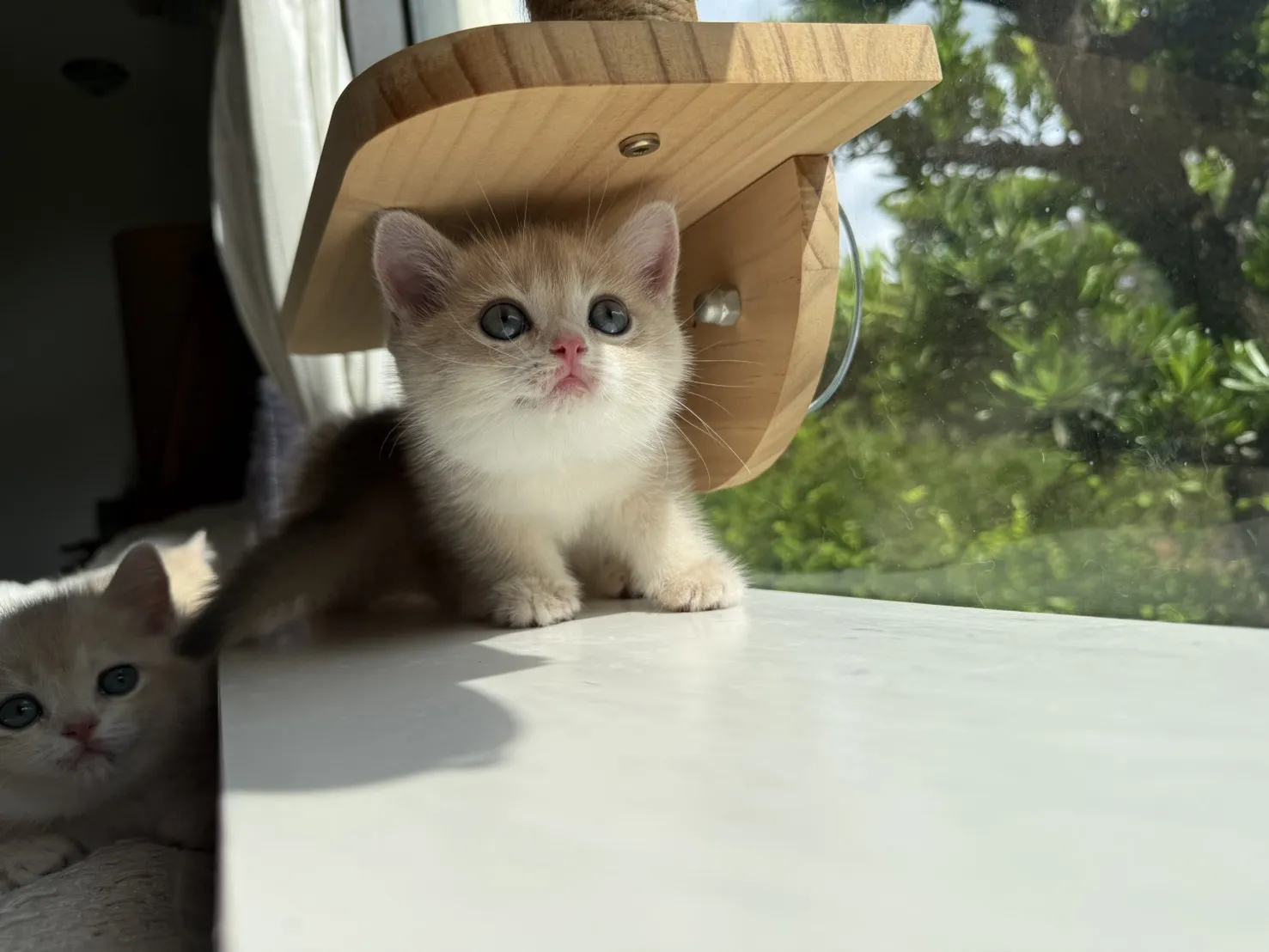 英短焦糖藍金漸層妹妹