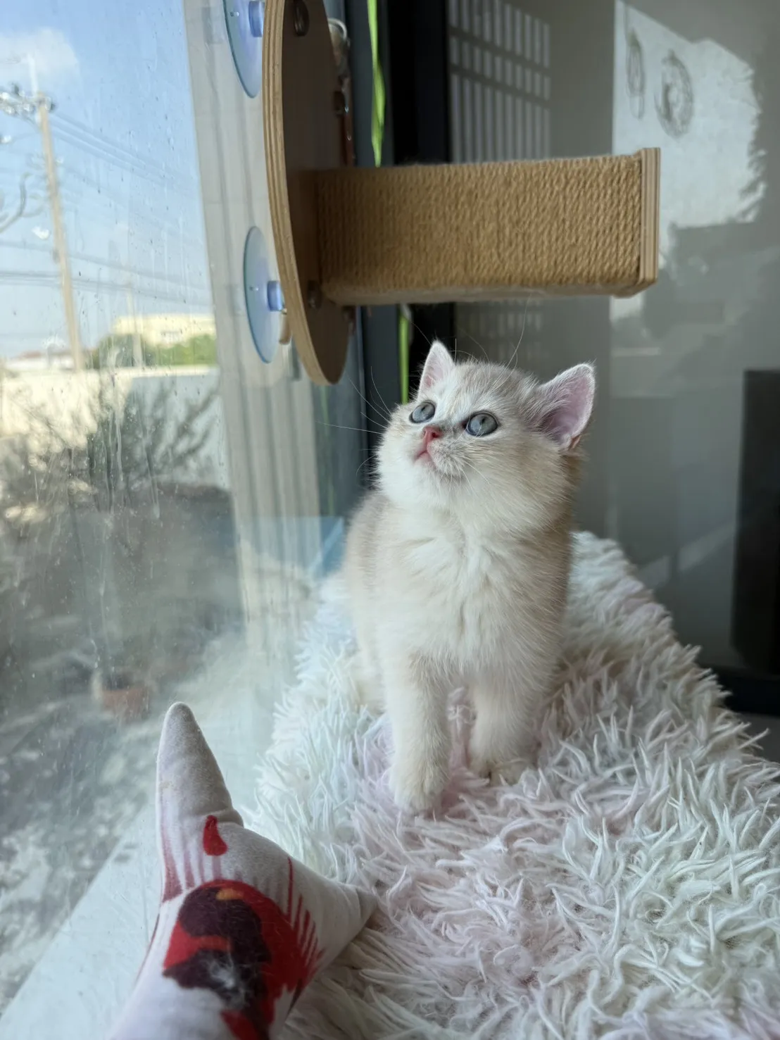 焦糖藍金漸層弟弟