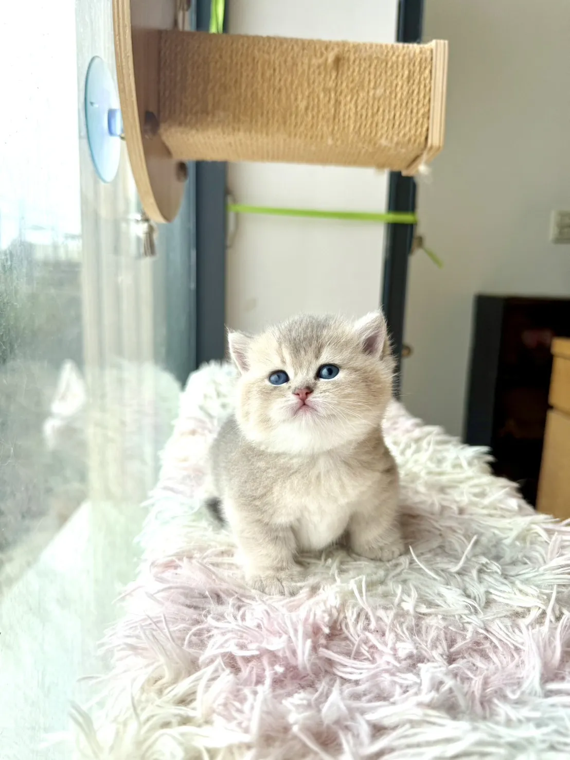 藍金漸層曼赤肯弟弟