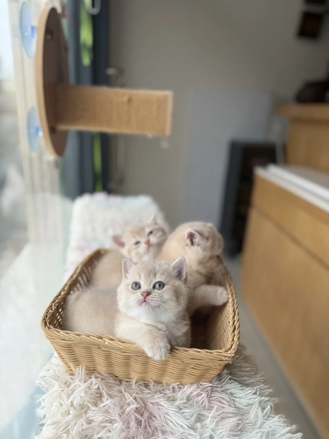 紫金漸層妹妹
