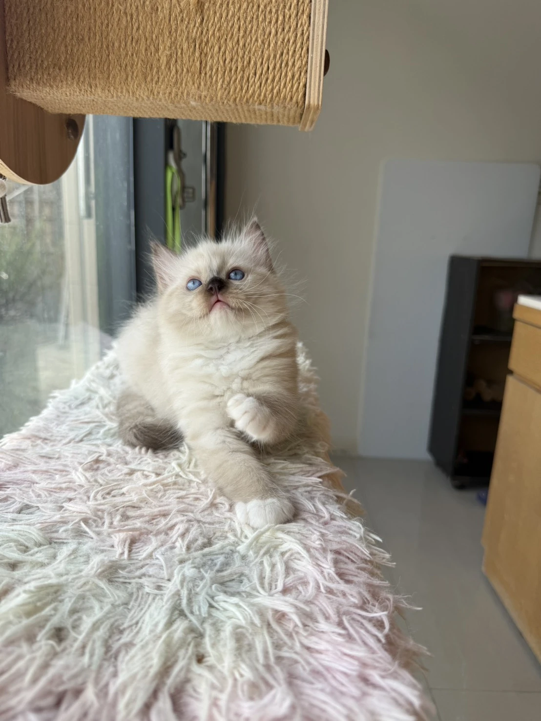 海豹雙重點布偶妹妹