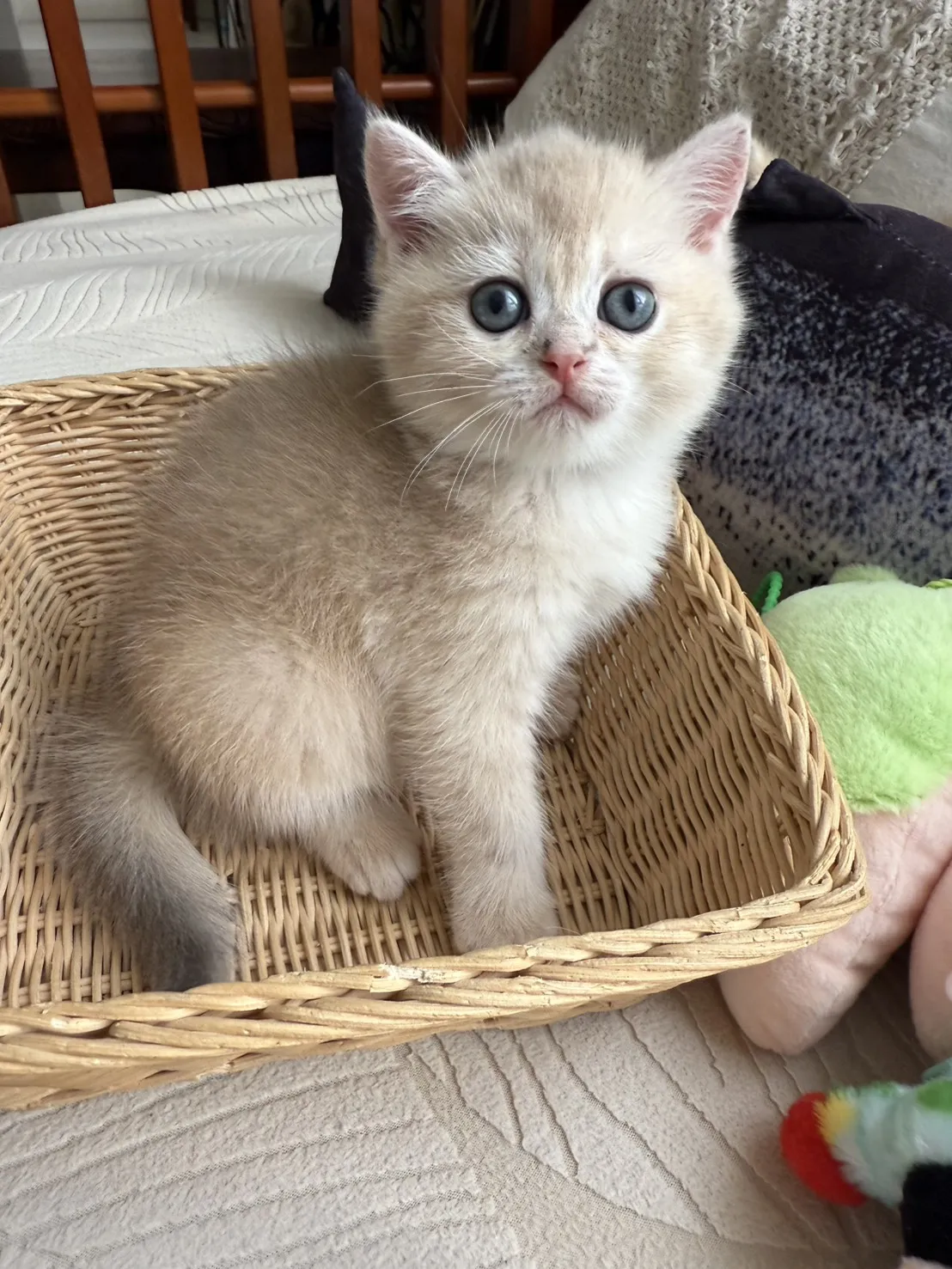 焦糖藍金漸層妹妹