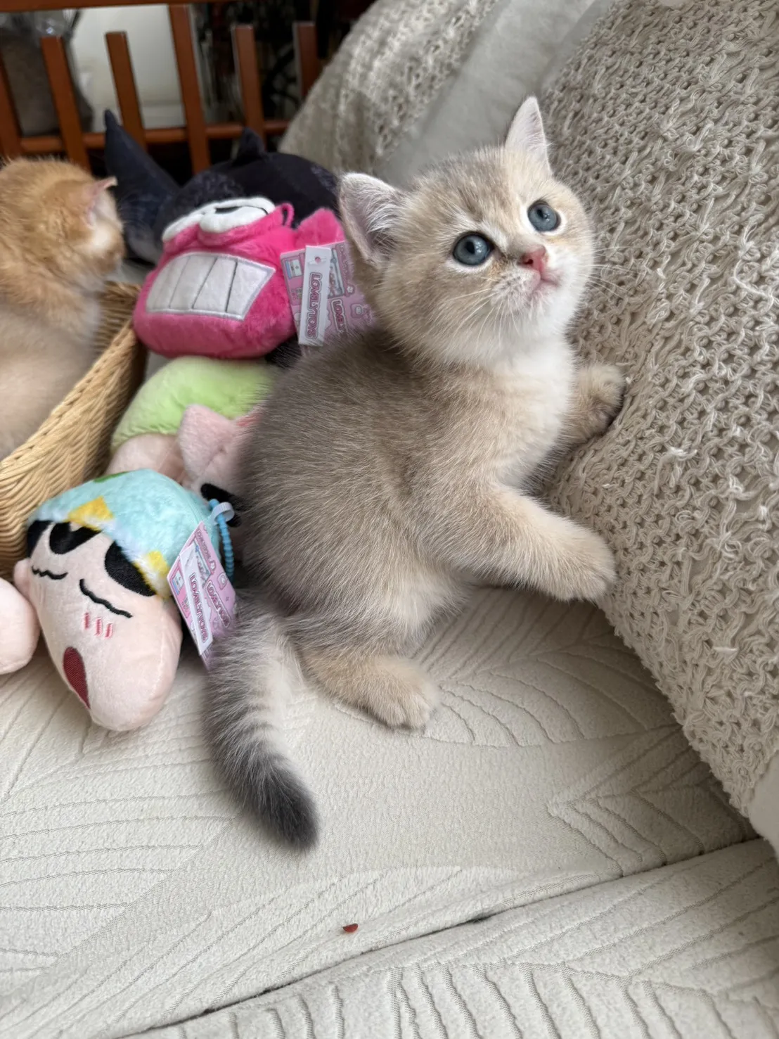 焦糖藍金漸層妹妹