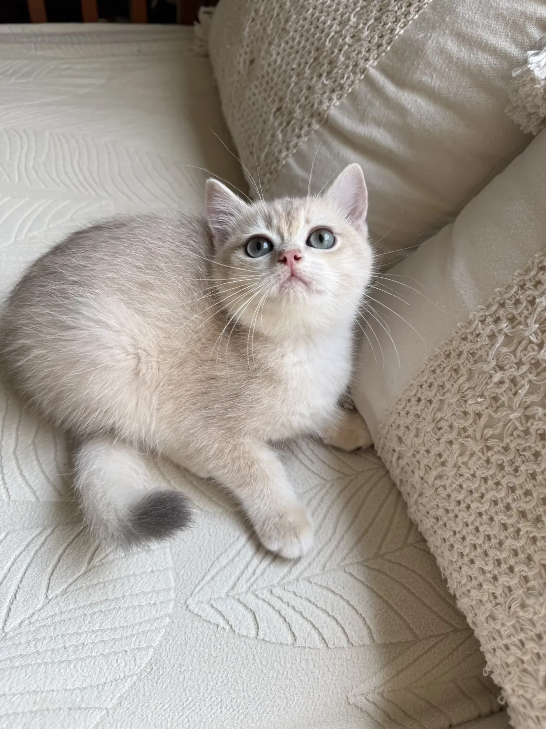 焦糖藍金漸層弟弟