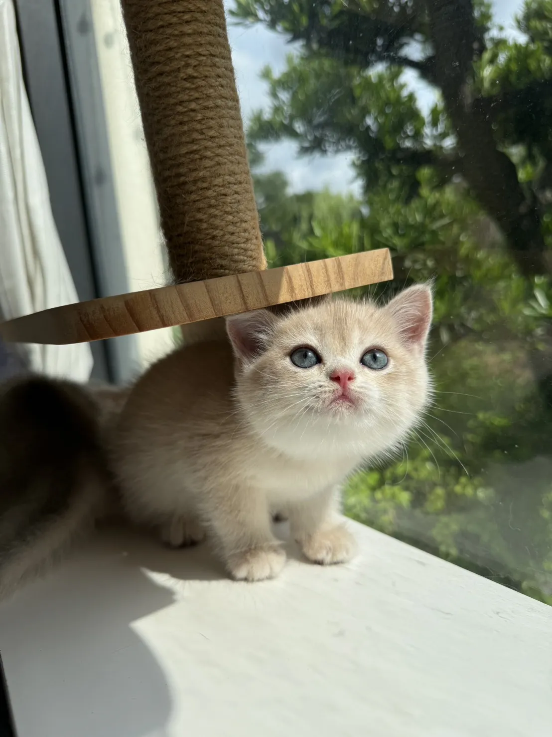 英短焦糖藍金漸層妹妹