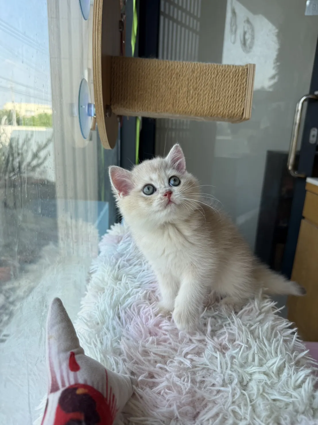 焦糖藍金漸層弟弟