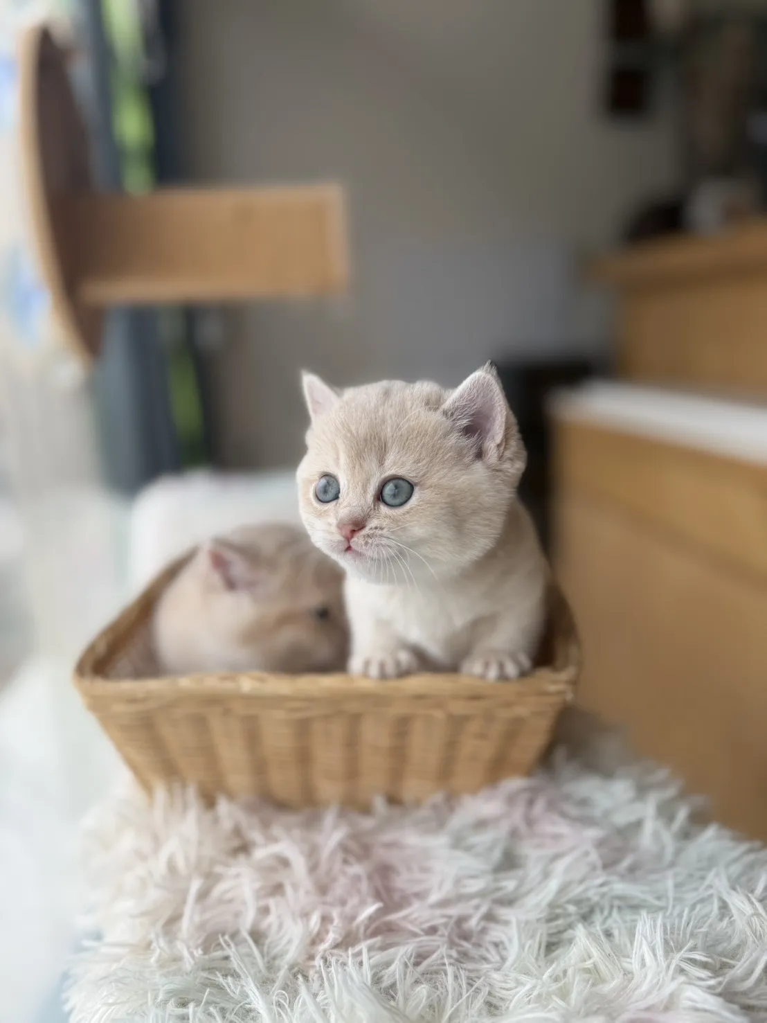 紫金漸層妹妹