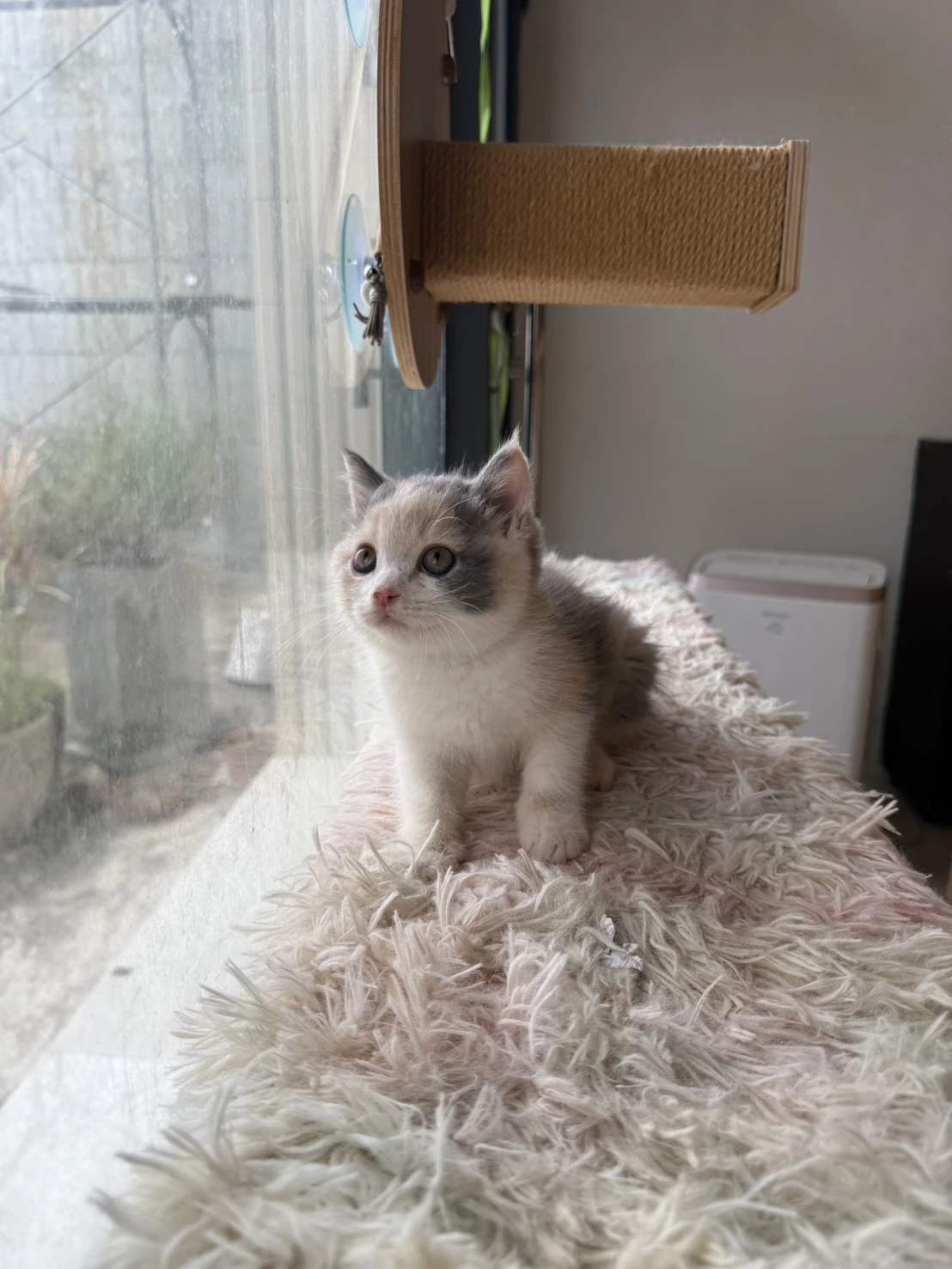 英短三花妹妹