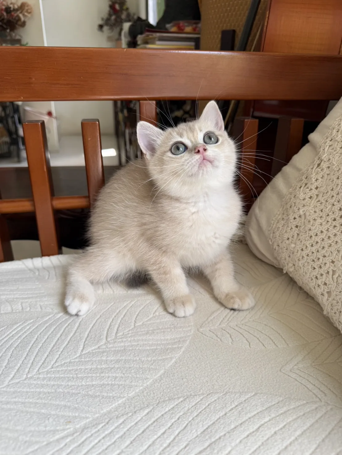 焦糖藍金漸層弟弟