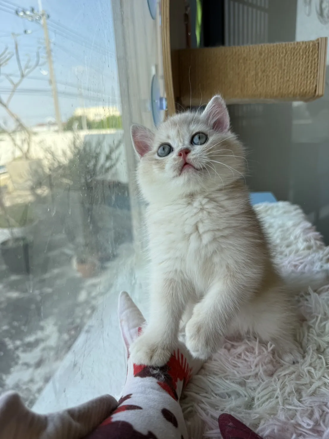 焦糖藍金漸層弟弟