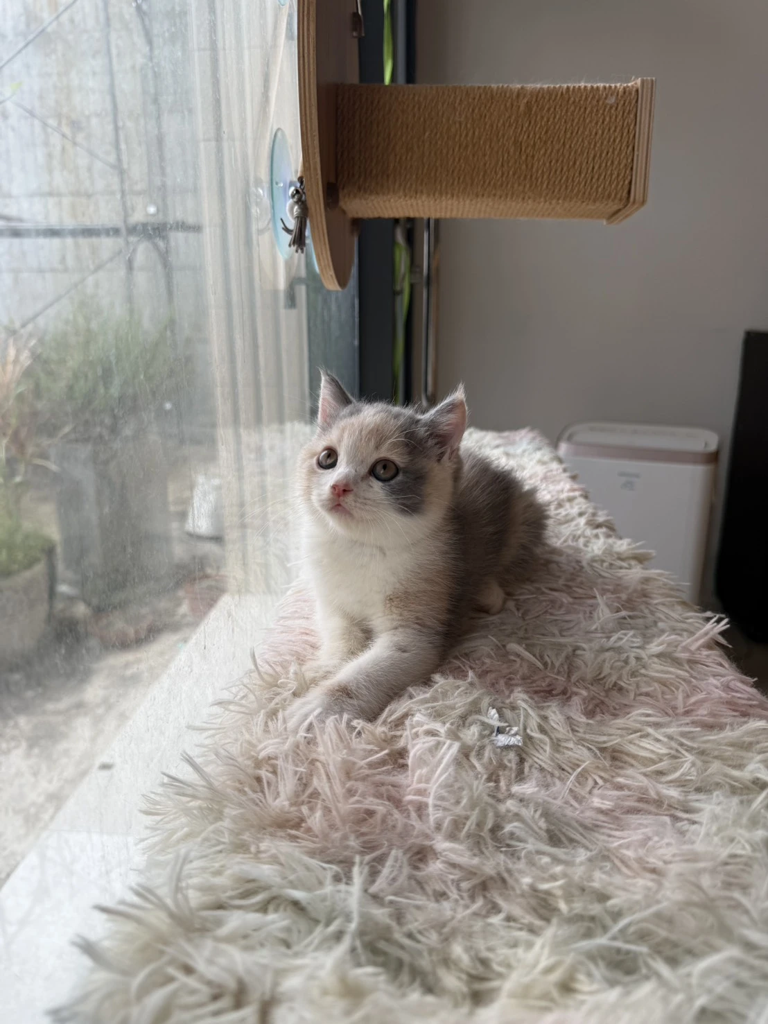 英短三花妹妹