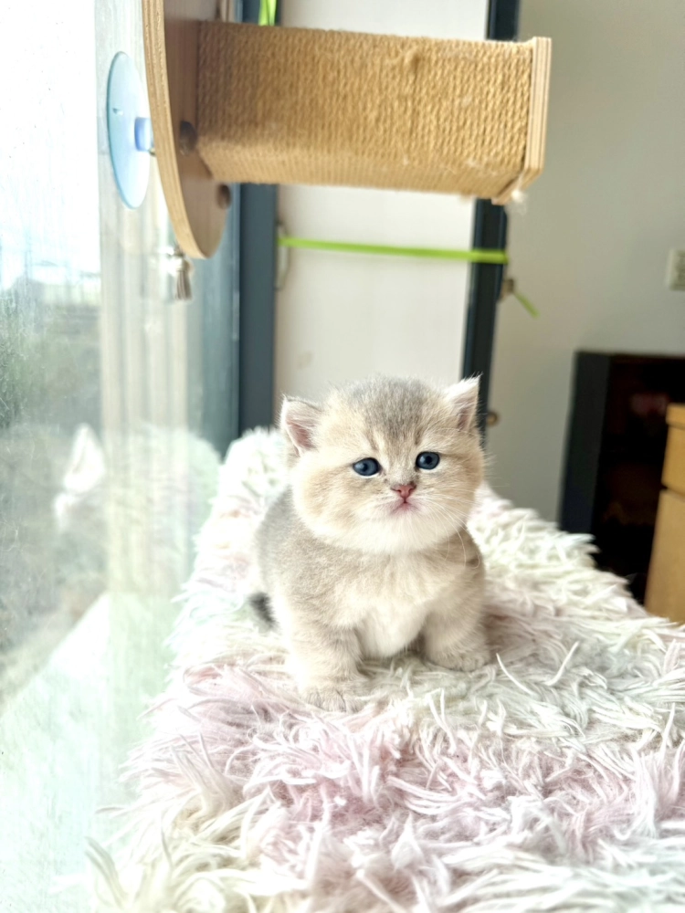 藍金漸層曼赤肯弟弟