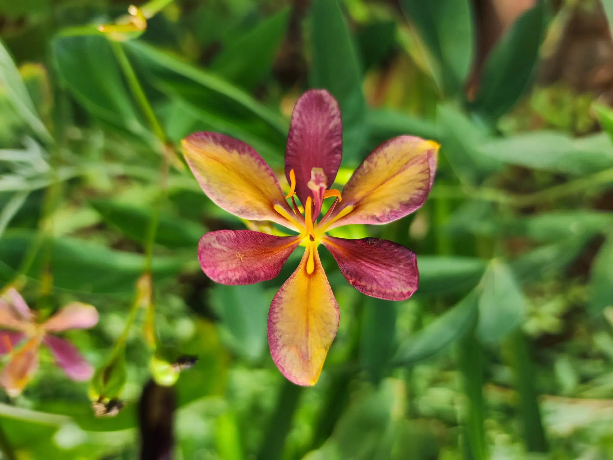 雜交出少見花色和重瓣花朵