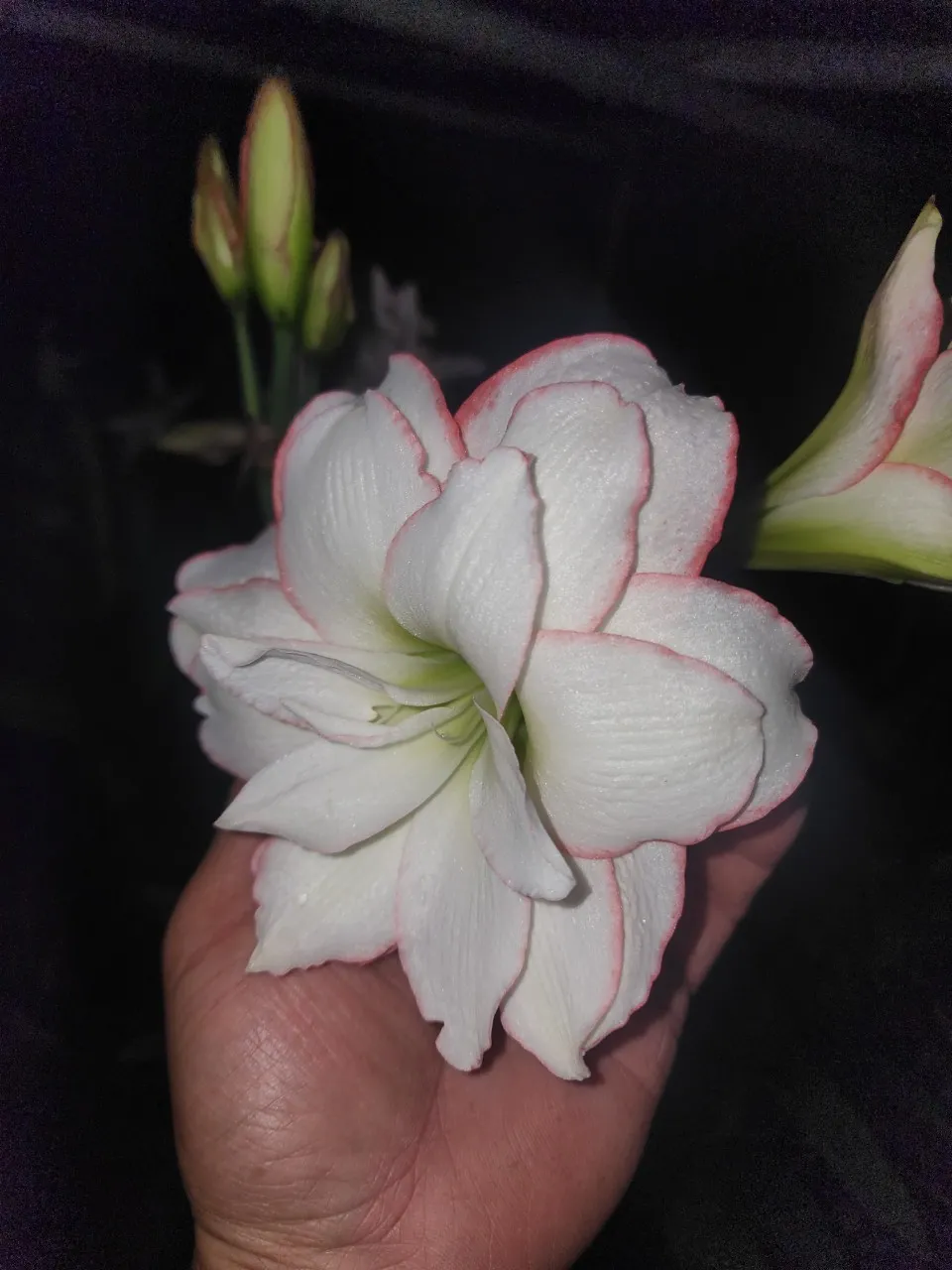 單品植物