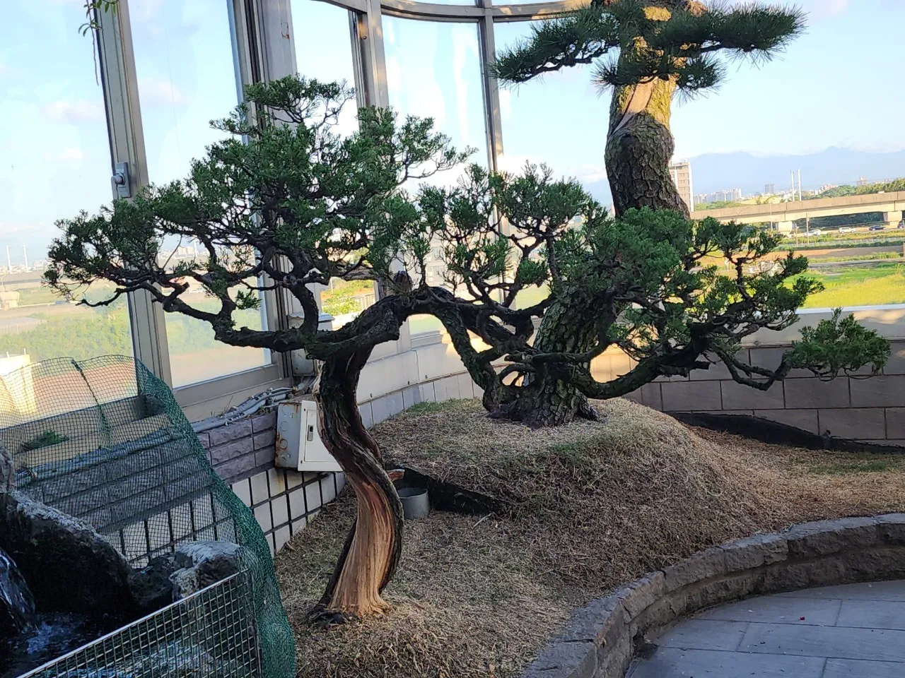 松樹植栽