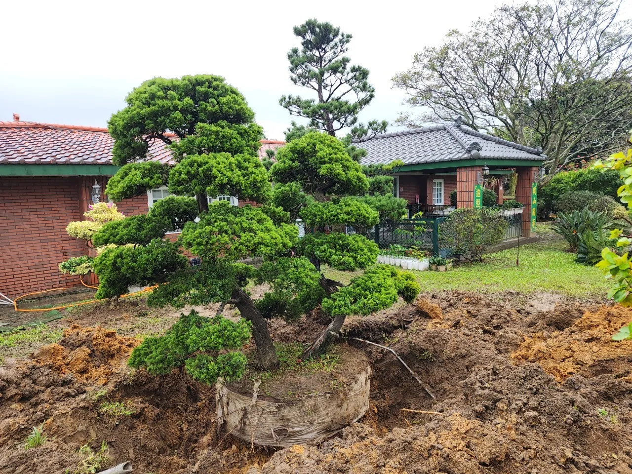 松柏樹植栽