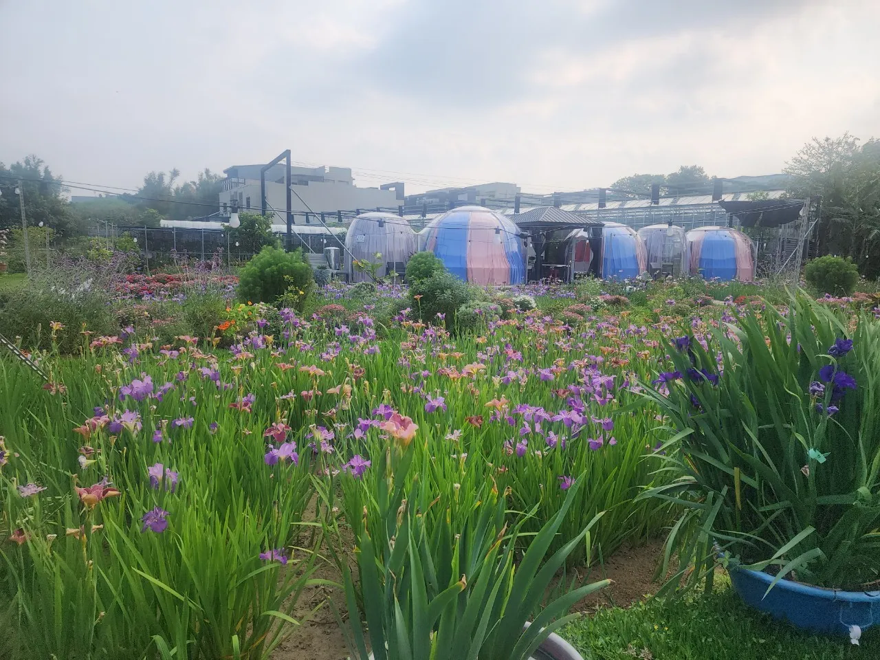 多層次植栽