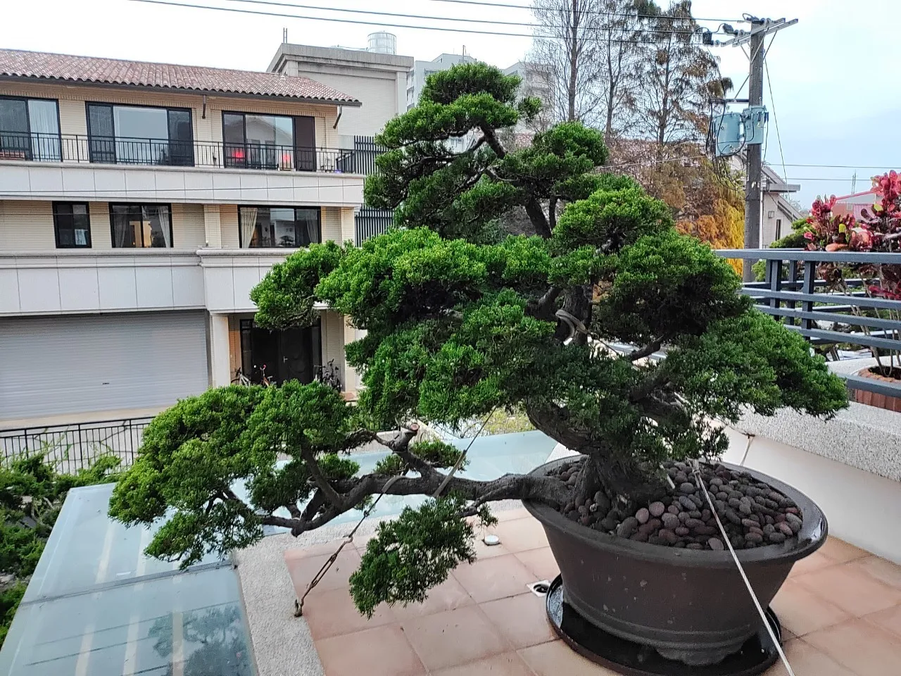 單品植物