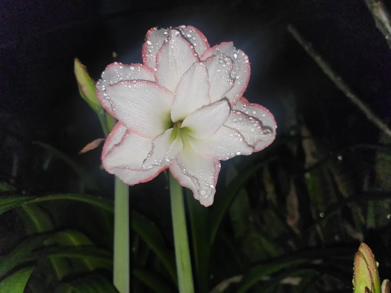 單品植物