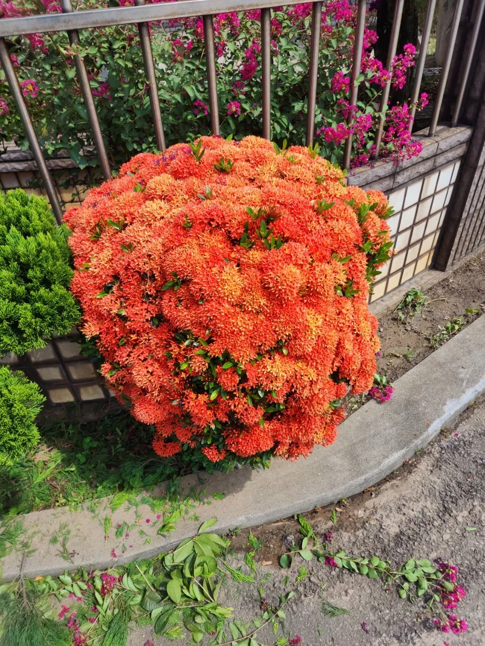 多層次植栽