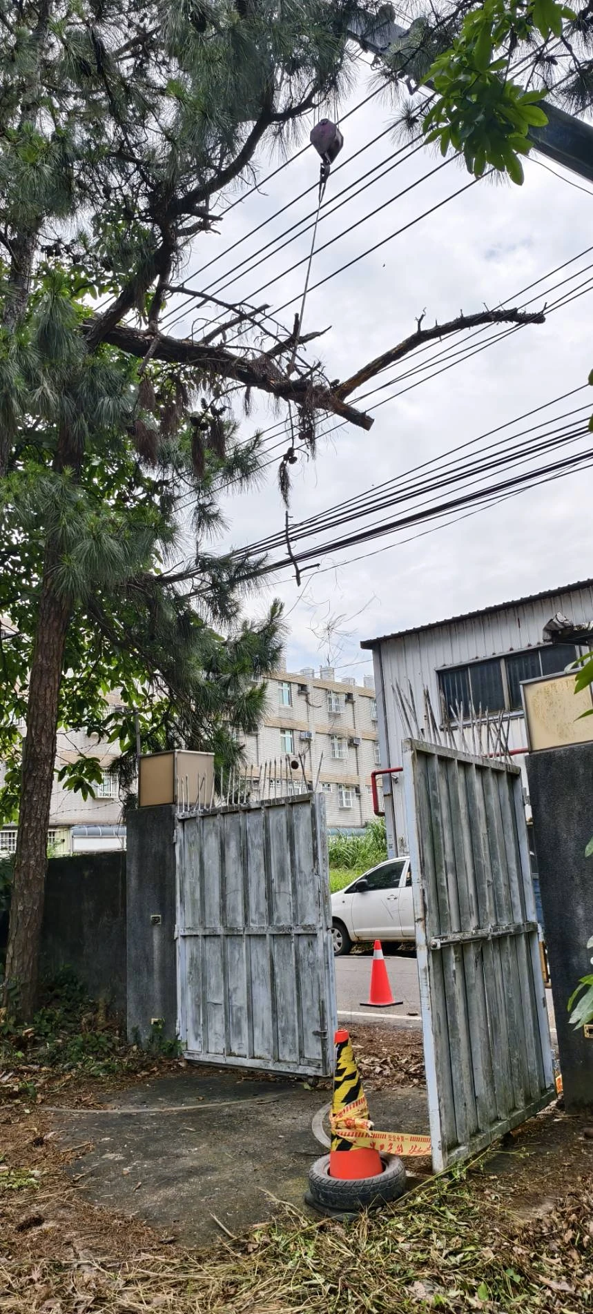危險樹木鋸除