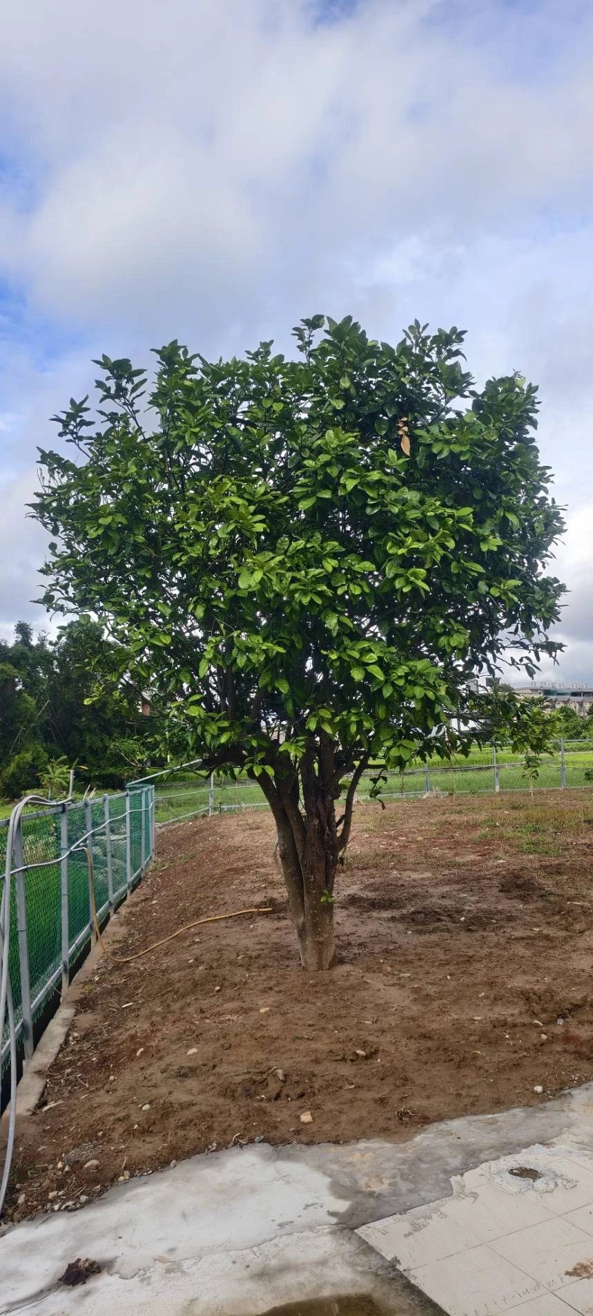 除草整地.園藝造景自動噴灌