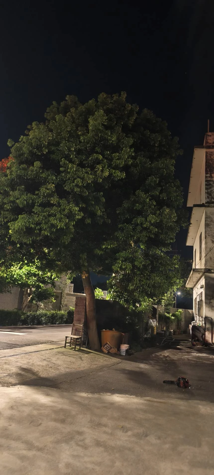 颱風天前，夜間準備防颱，鋸樹