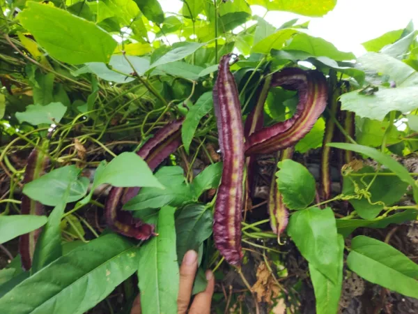 果園果樹修枝矮化雜草割除管理
