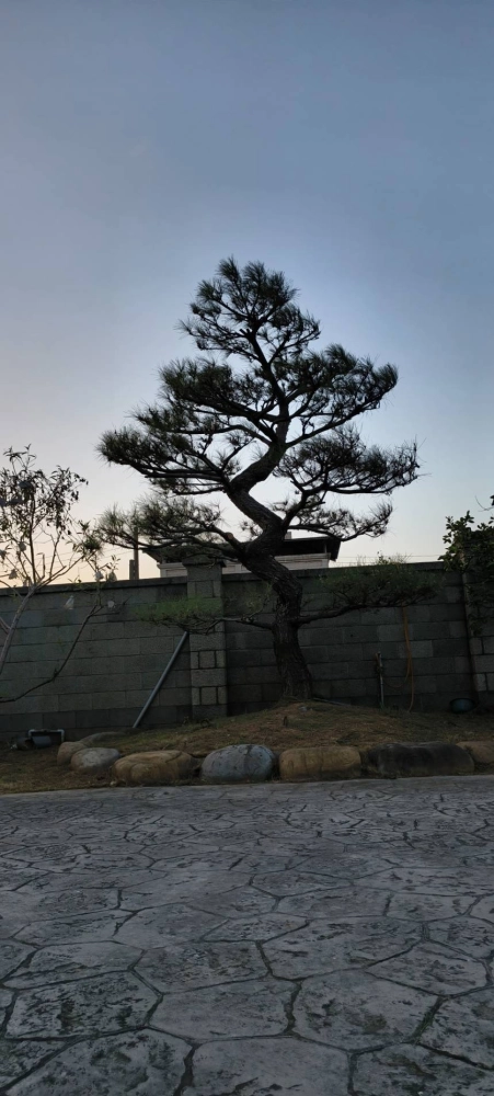 高單價樹木修剪改變造型