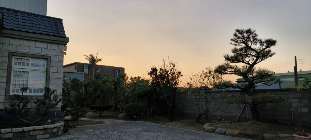 高單價樹木修剪改變造型