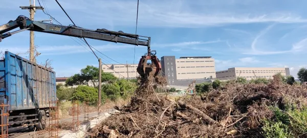 新建廠區周邊樹木矮化，雜草割除，樹枝葉清運