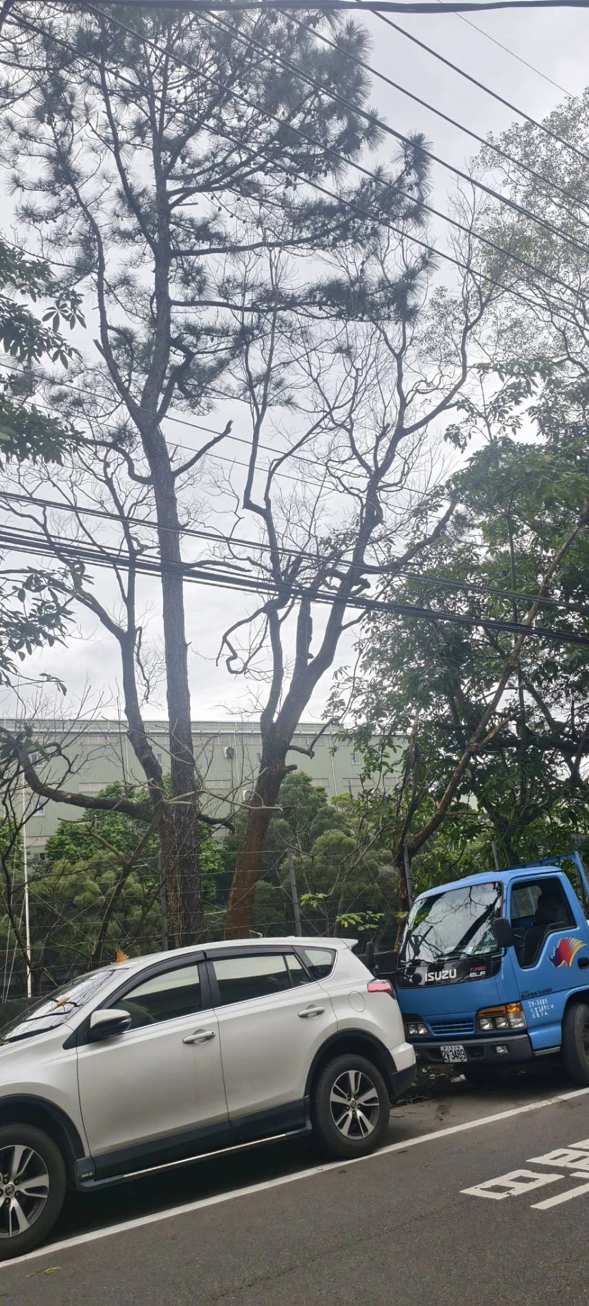 危險樹木鋸除