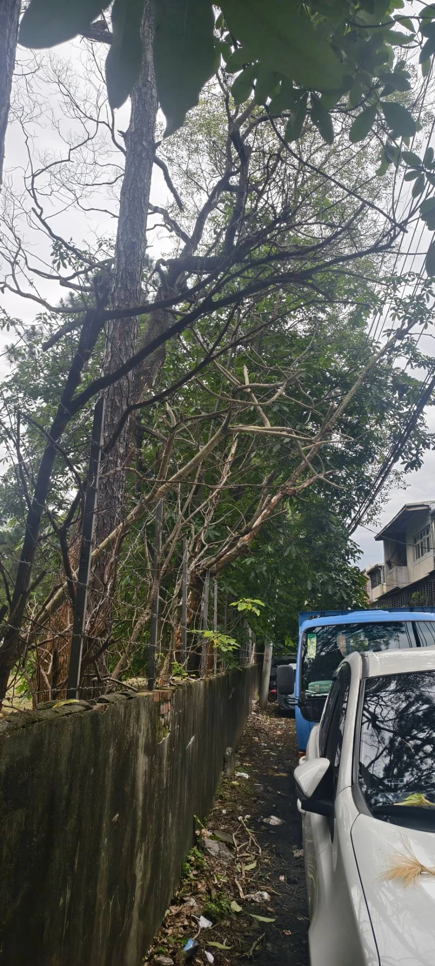 危險樹木鋸除