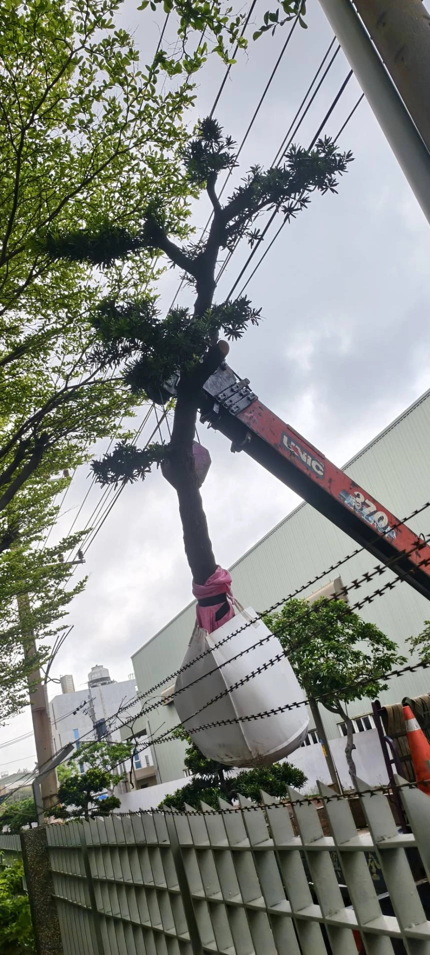 挖樹，樹木離植