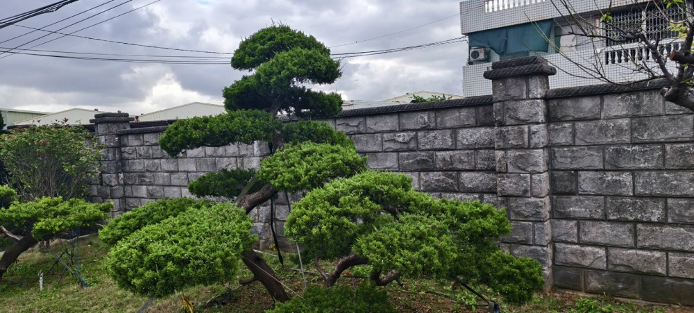 高單價樹木修剪改變造型