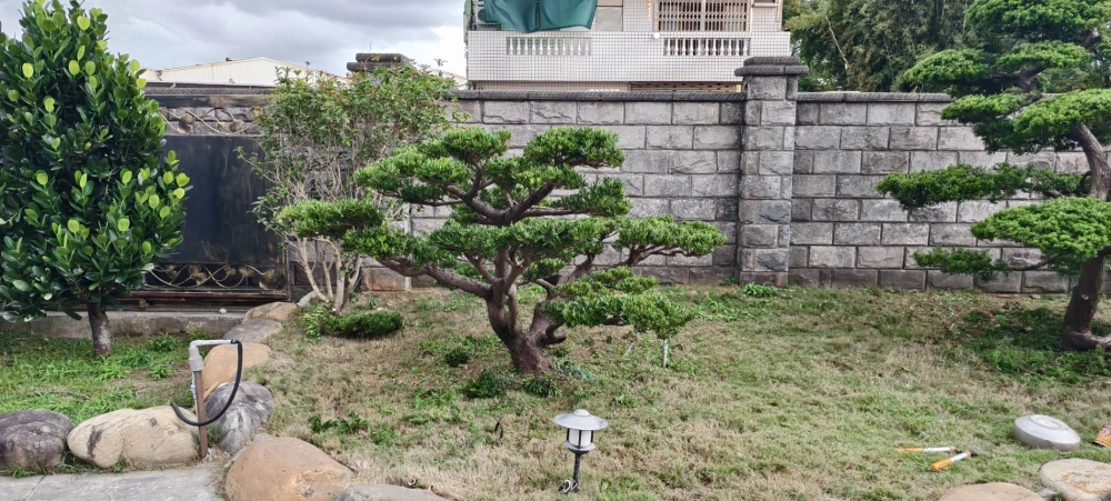 高單價樹木修剪改變造型