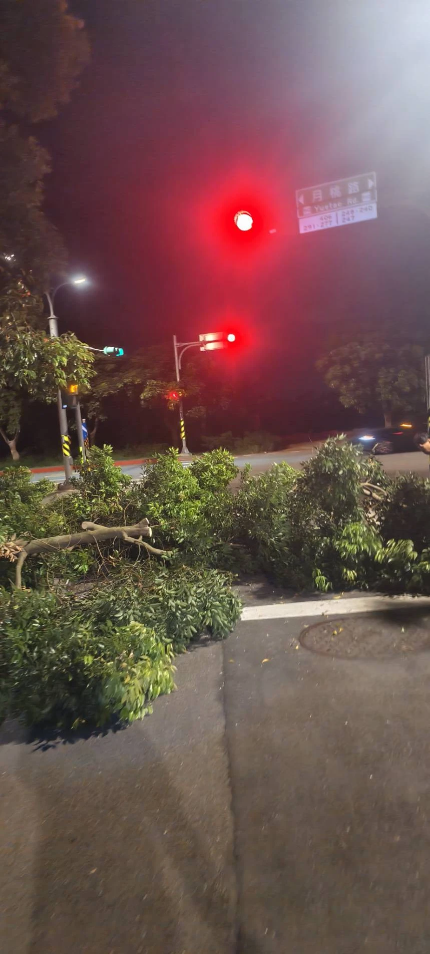颱風天前，夜間準備防颱，鋸樹