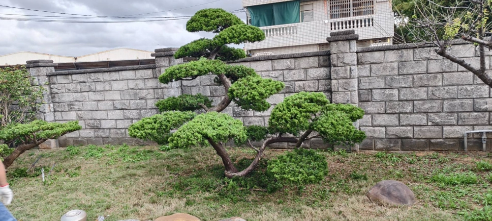高單價樹木修剪改變造型