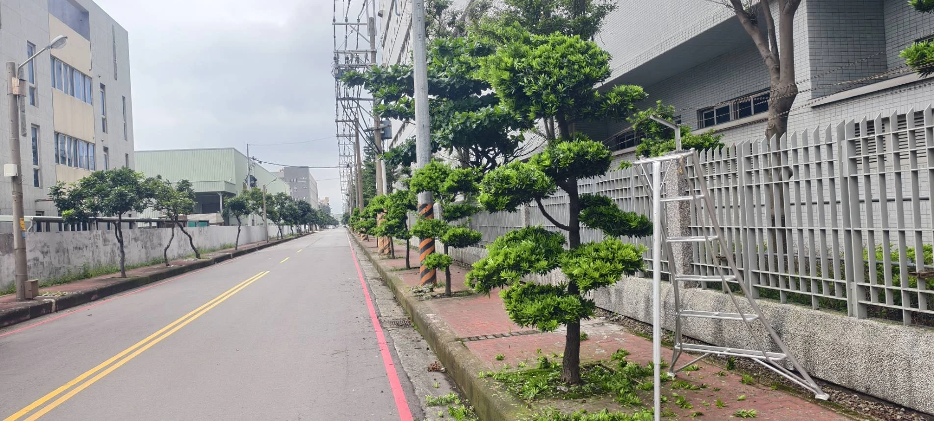 挖樹，樹木離植