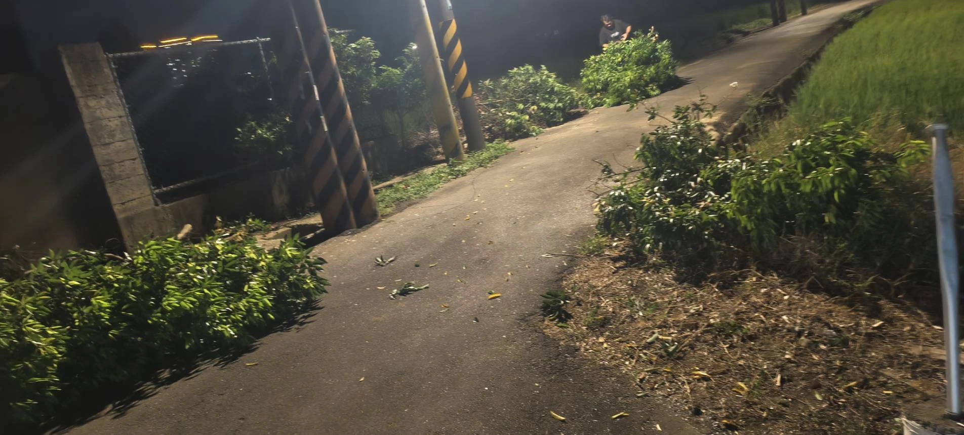 颱風天前，夜間準備防颱，鋸樹