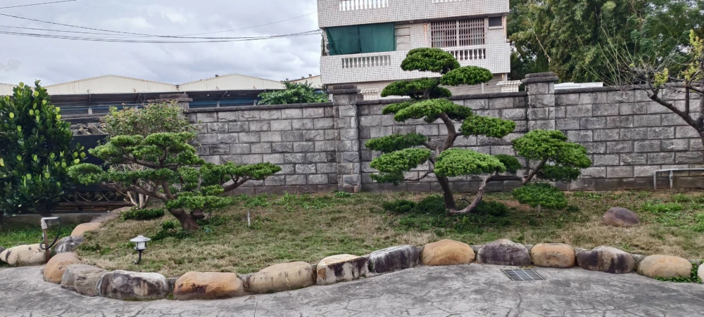 高單價樹木修剪改變造型