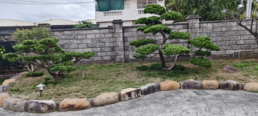 高單價樹木修剪改變造型