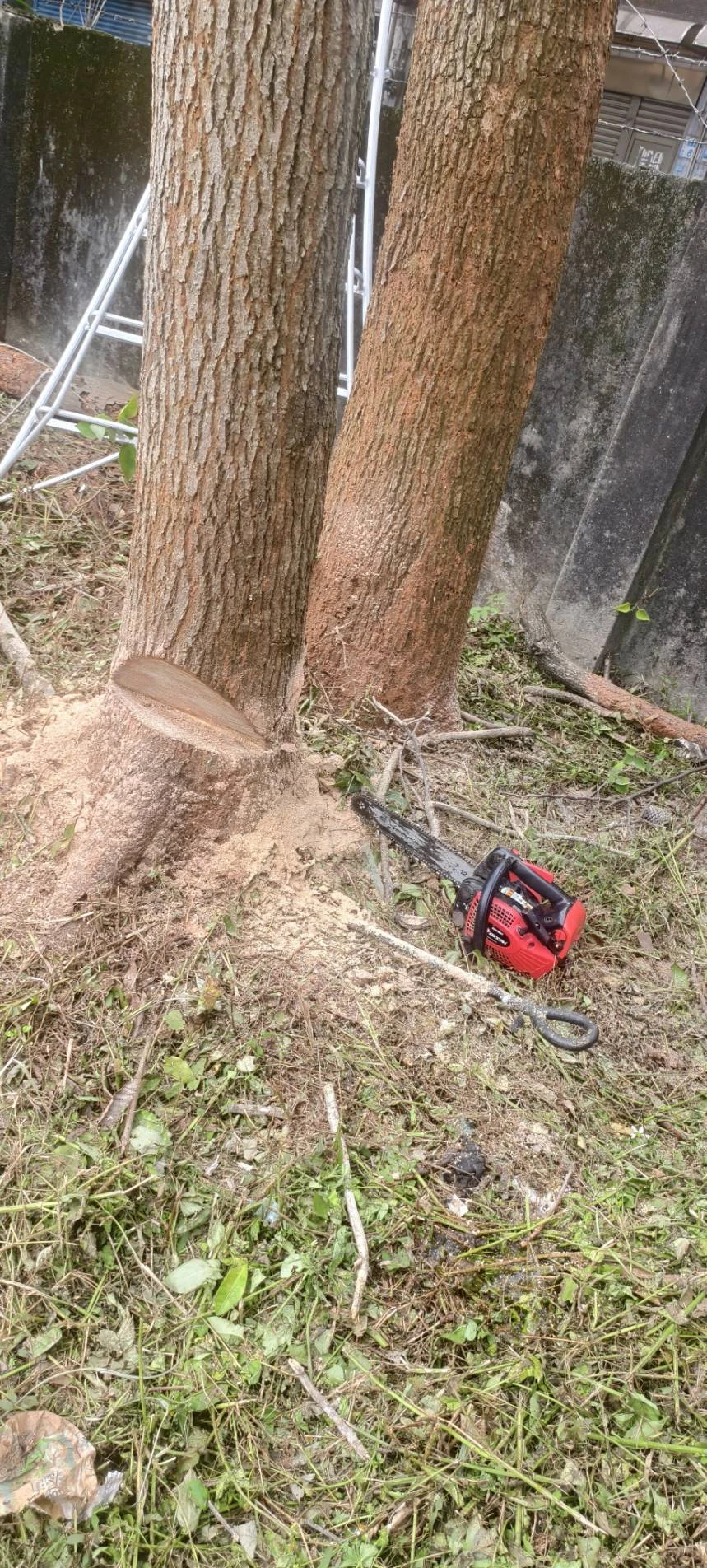 危險樹木鋸除