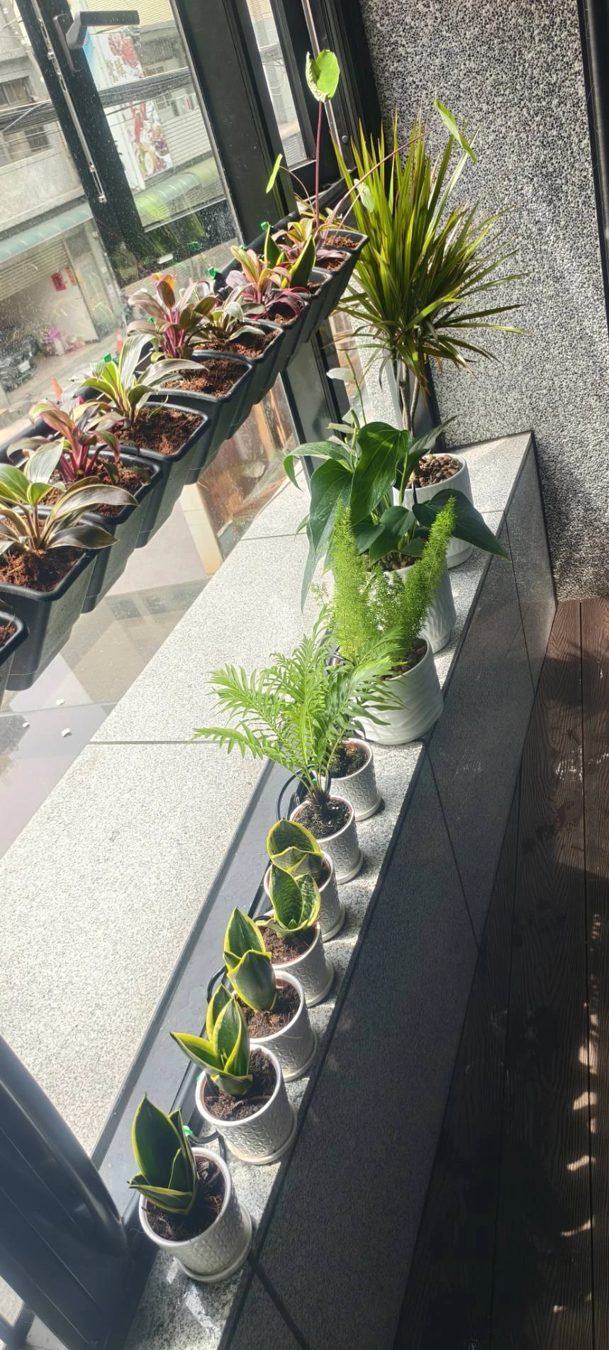 陽台植牆造景.自動噴灌滴灌