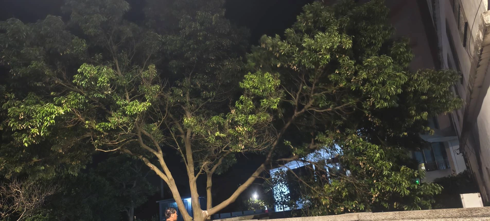 颱風天前，夜間準備防颱，鋸樹