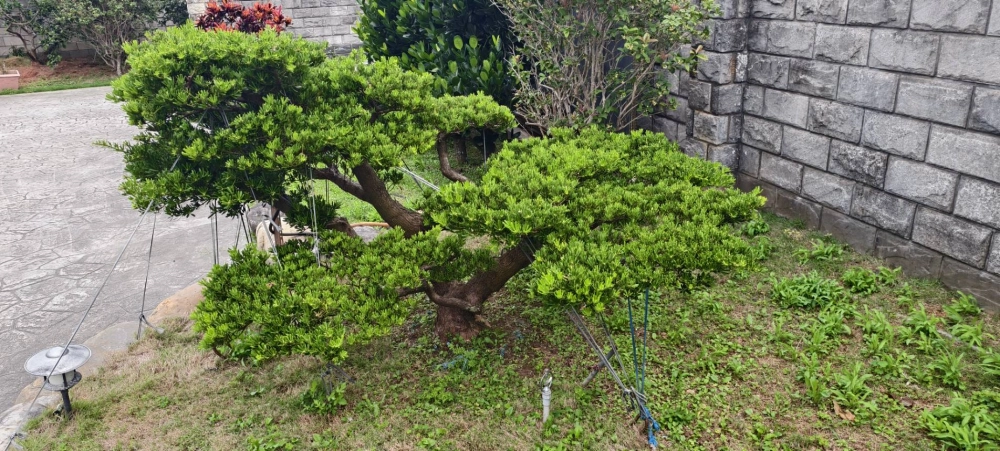 高單價樹木修剪改變造型