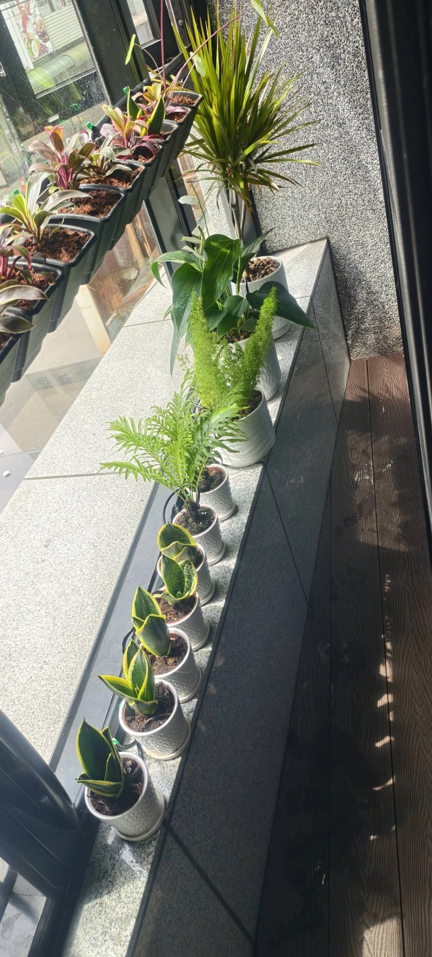 陽台植牆造景.自動噴灌滴灌