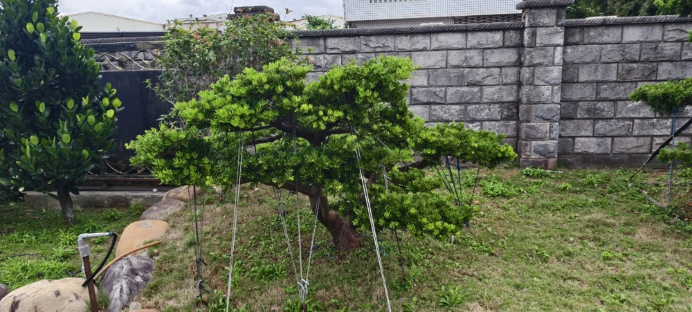 高單價樹木修剪改變造型