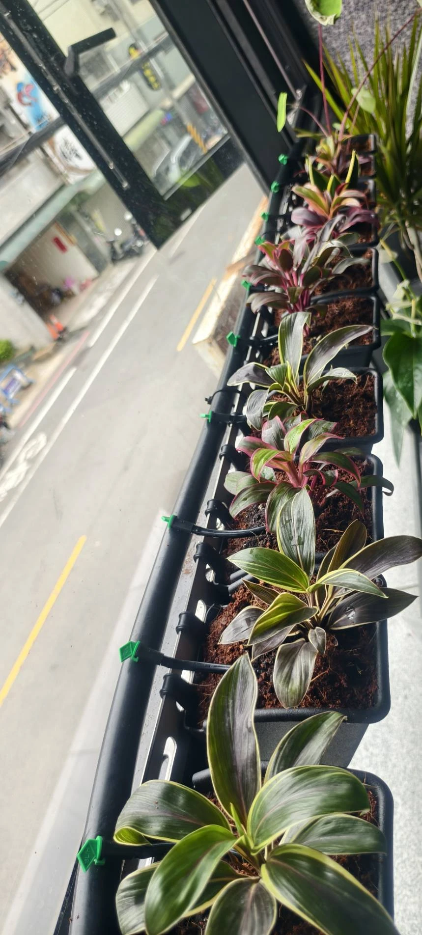 陽台植牆造景.自動噴灌滴灌