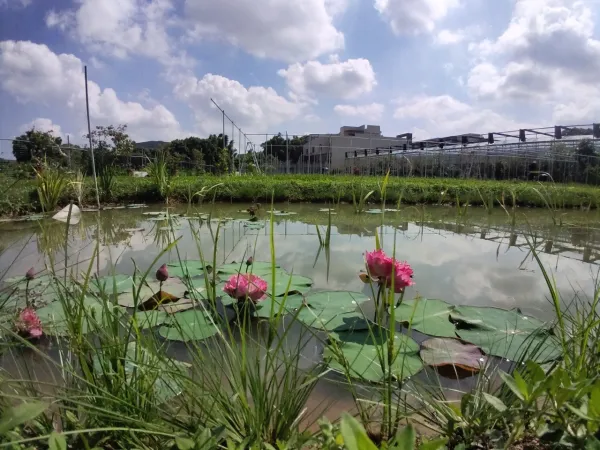 生態池｜水池造景
